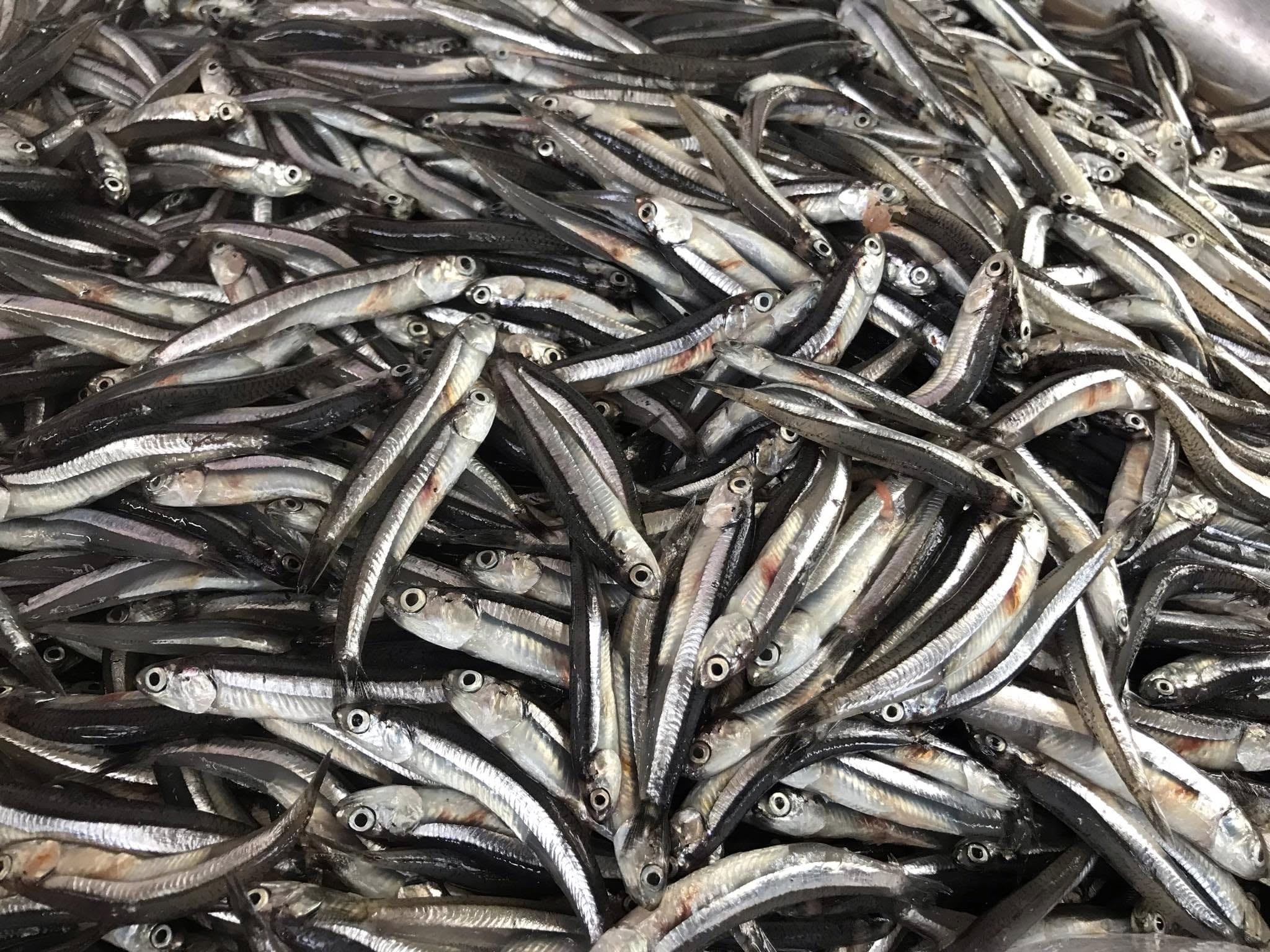 KADIWA NG PANGULO para sa mga Zambaleños Program